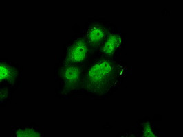 ERCC1 Antibody in Immunocytochemistry (ICC/IF)