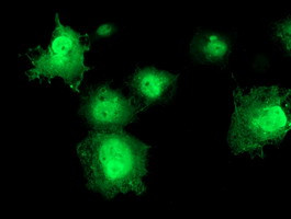 ERCC1 Antibody in Immunocytochemistry (ICC/IF)