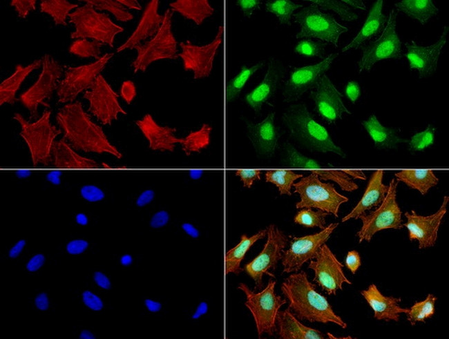 ERCC1 Antibody in Immunocytochemistry (ICC/IF)