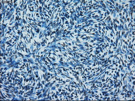 ERCC1 Antibody in Immunohistochemistry (Paraffin) (IHC (P))