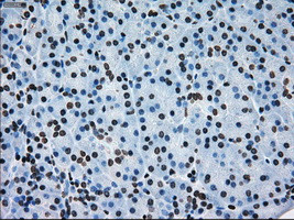 ERCC1 Antibody in Immunohistochemistry (Paraffin) (IHC (P))