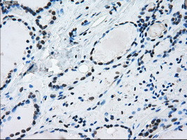 ERCC1 Antibody in Immunohistochemistry (Paraffin) (IHC (P))