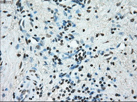 ERCC1 Antibody in Immunohistochemistry (Paraffin) (IHC (P))