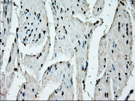 ERCC1 Antibody in Immunohistochemistry (Paraffin) (IHC (P))