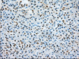 ERCC1 Antibody in Immunohistochemistry (Paraffin) (IHC (P))