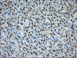 ERCC1 Antibody in Immunohistochemistry (Paraffin) (IHC (P))