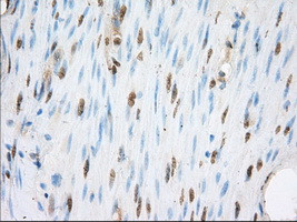 ERCC1 Antibody in Immunohistochemistry (Paraffin) (IHC (P))