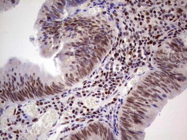 ERCC1 Antibody in Immunohistochemistry (Paraffin) (IHC (P))