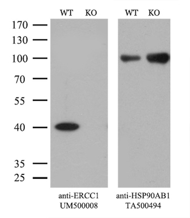 ERCC1 Antibody