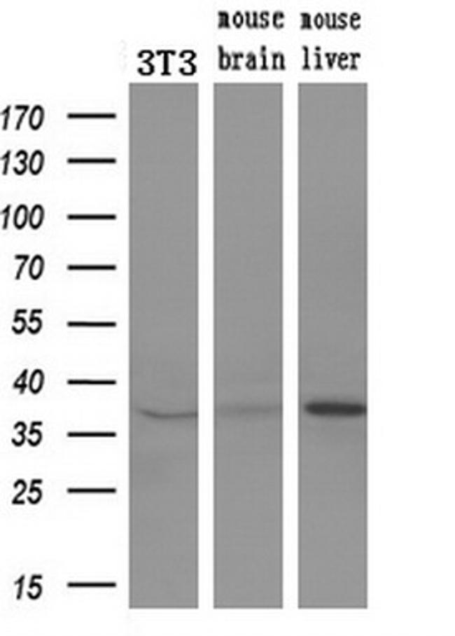 ERCC1 Antibody in Western Blot (WB)