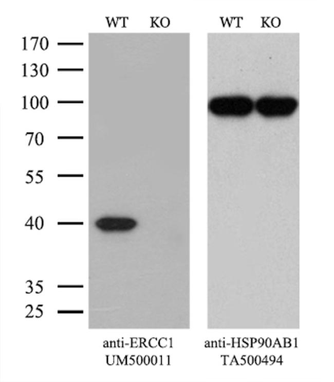 ERCC1 Antibody in Western Blot (WB)