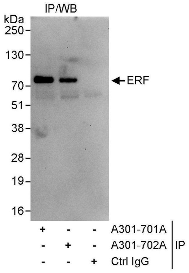 ERF Antibody in Immunoprecipitation (IP)