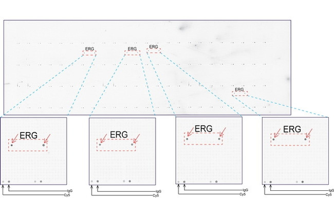 ERG Antibody in Peptide array (ARRAY)