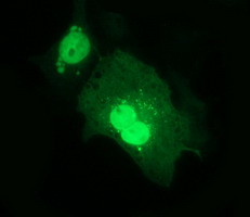 ERG Antibody in Immunocytochemistry (ICC/IF)