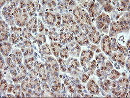 ERG Antibody in Immunohistochemistry (Paraffin) (IHC (P))