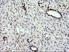 ERG Antibody in Immunohistochemistry (Paraffin) (IHC (P))