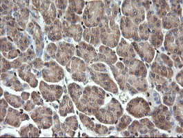 ERG Antibody in Immunohistochemistry (Paraffin) (IHC (P))