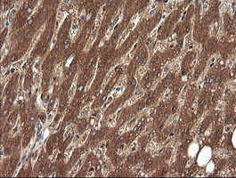 ERG Antibody in Immunohistochemistry (Paraffin) (IHC (P))