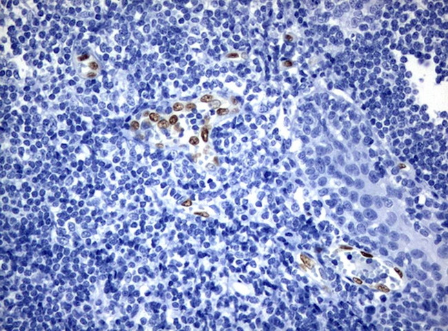 ERG Antibody in Immunohistochemistry (Paraffin) (IHC (P))