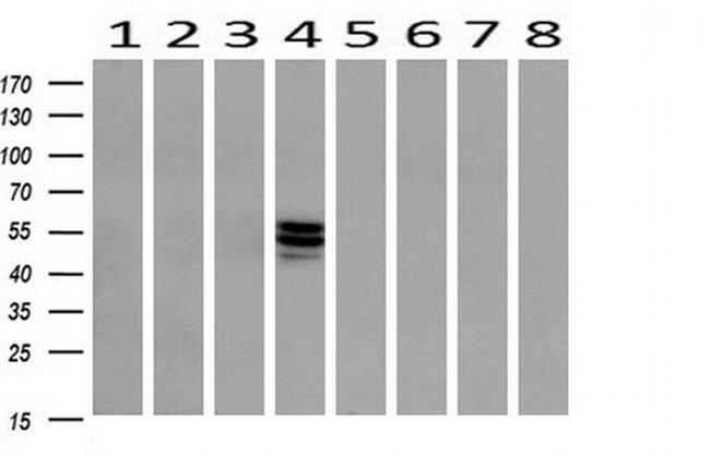 ERG Antibody in Western Blot (WB)