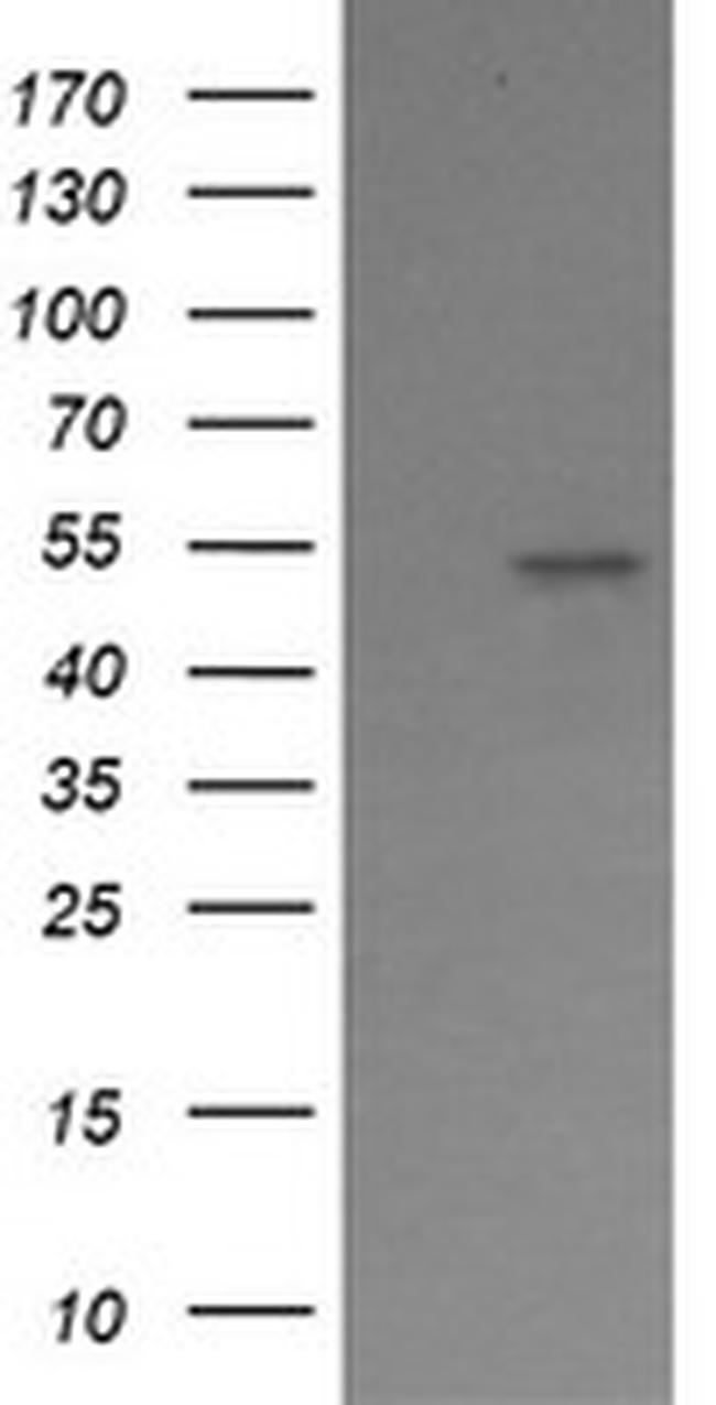 ERG Antibody in Western Blot (WB)