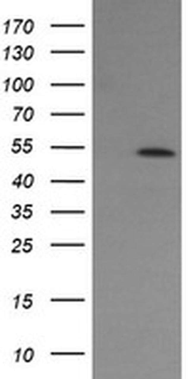 ERG Antibody in Western Blot (WB)