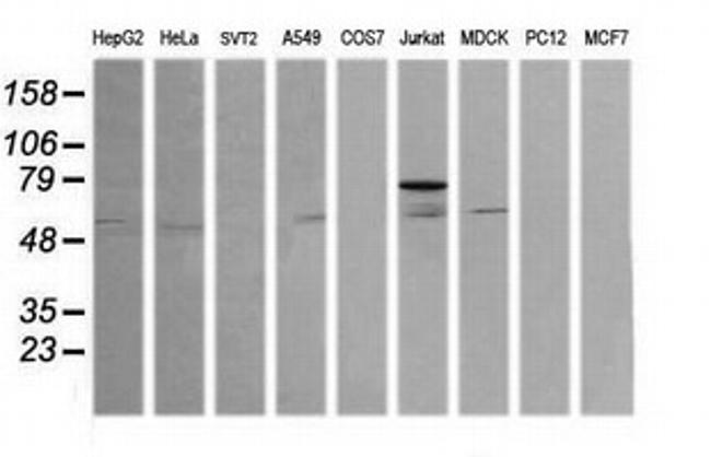 ERG Antibody in Western Blot (WB)