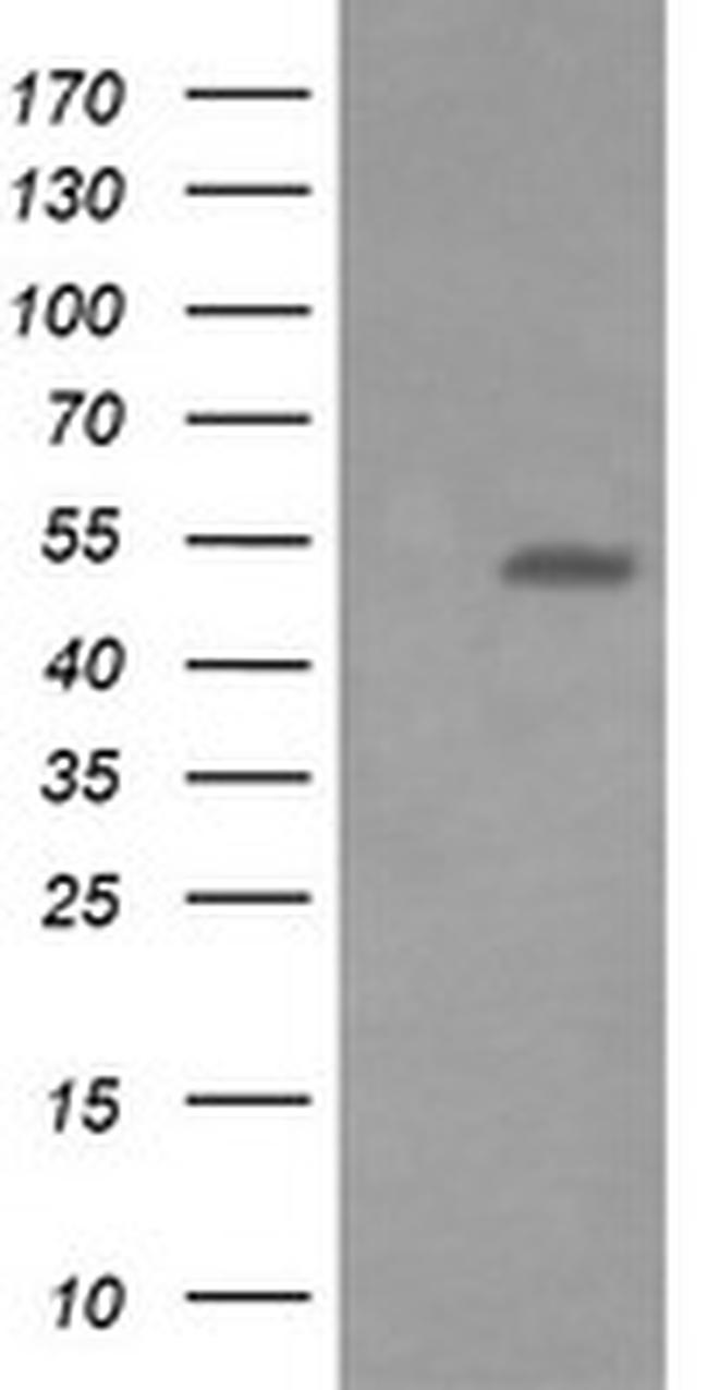 ERG Antibody in Western Blot (WB)