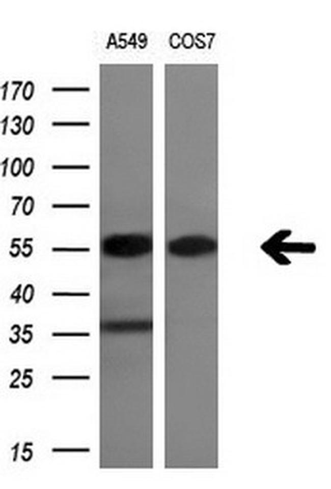 ERG Antibody in Western Blot (WB)