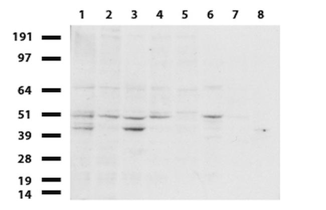 ERG Antibody in Western Blot (WB)