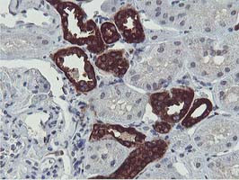 ERI1 Antibody in Immunohistochemistry (Paraffin) (IHC (P))