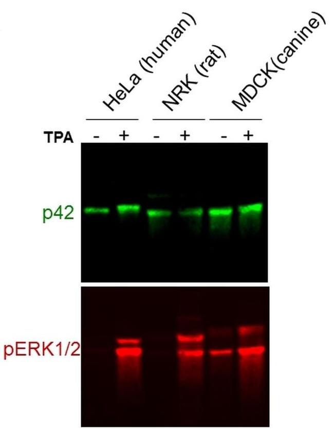 ERK2 Antibody in Western Blot (WB)