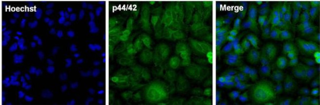 ERK1/ERK2 Antibody in Immunocytochemistry (ICC/IF)