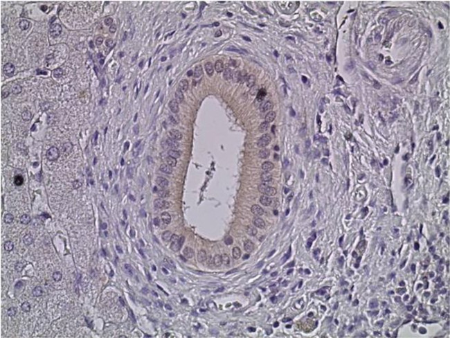 ERK1/ERK2 Antibody in Immunohistochemistry (Paraffin) (IHC (P))