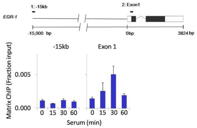 ERK1 Antibody in ChIP Assay (ChIP)