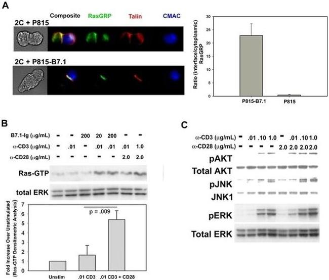 ERK1/ERK2 Antibody in Western Blot (WB)