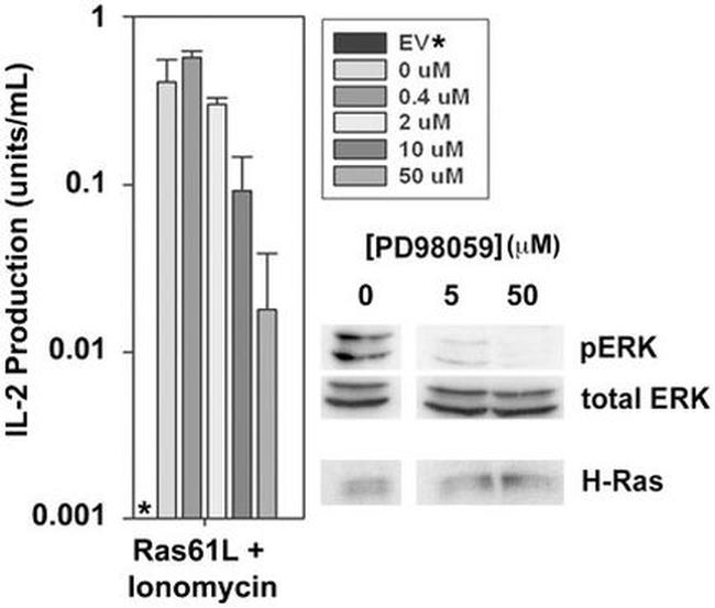 ERK1/ERK2 Antibody in Western Blot (WB)