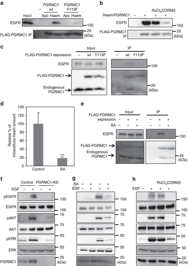 Phospho-ERK1/ERK2 (Thr185, Tyr187) Antibody in Western Blot (WB)