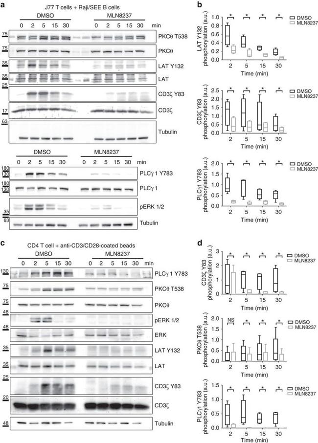 ERK1/ERK2 Antibody in Western Blot (WB)