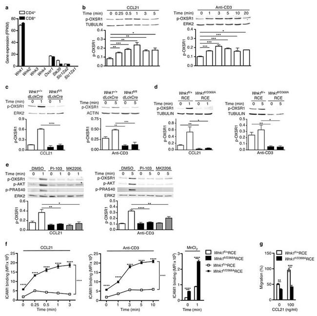 ERK1/ERK2 Antibody in Western Blot (WB)