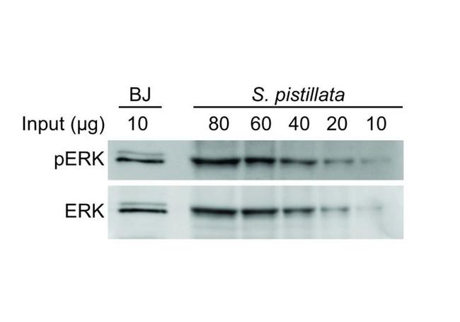 Phospho-ERK1/ERK2 (Tyr204) Antibody in Western Blot (WB)