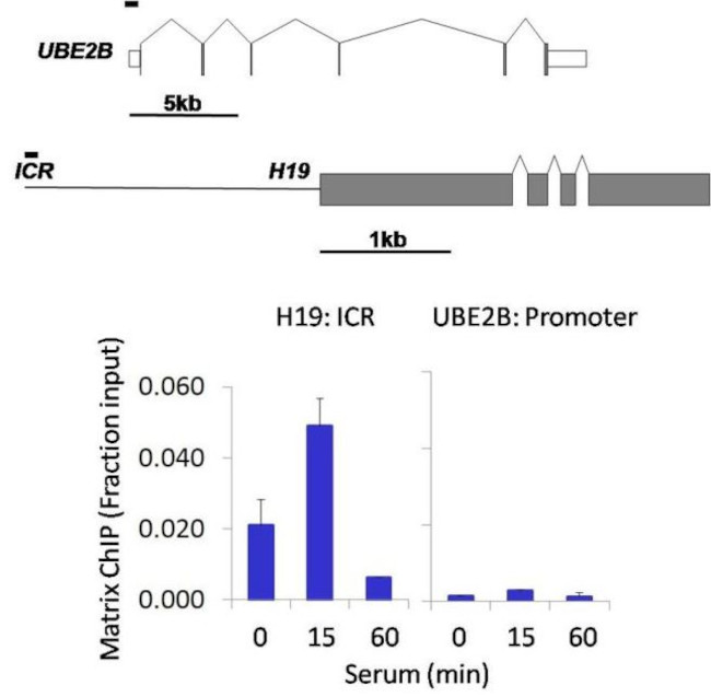 ERK1/ERK2 Antibody in ChIP Assay (ChIP)