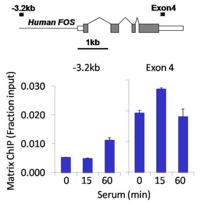 ERK1/ERK2 Antibody in ChIP Assay (ChIP)