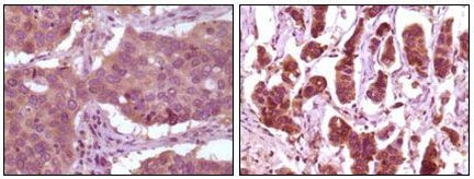 ERK2 Antibody in Immunohistochemistry (Paraffin) (IHC (P))