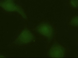 ERK3 Antibody in Immunocytochemistry (ICC/IF)