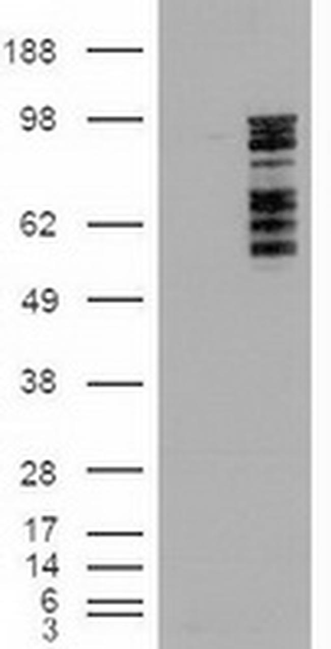 ERK3 Antibody in Western Blot (WB)