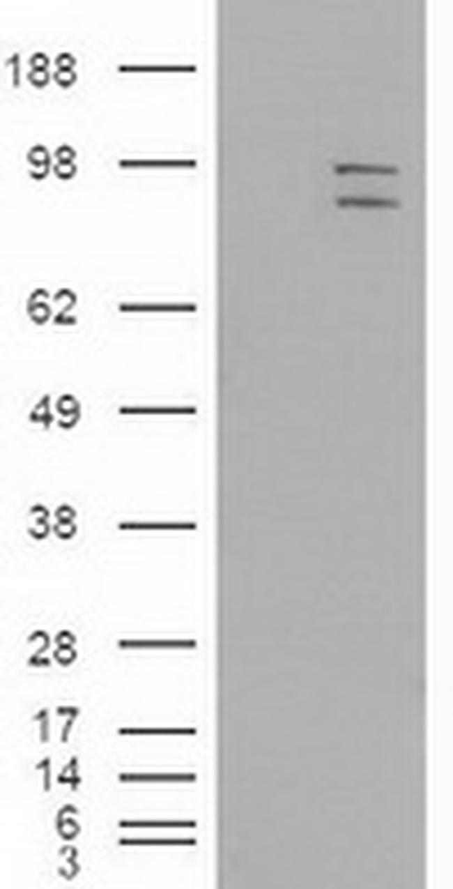 ERK3 Antibody in Western Blot (WB)