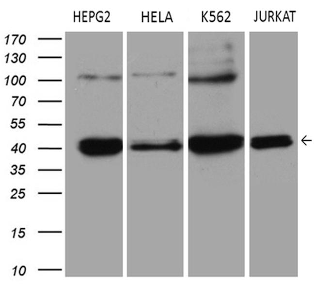 ERLIN1 Antibody in Western Blot (WB)