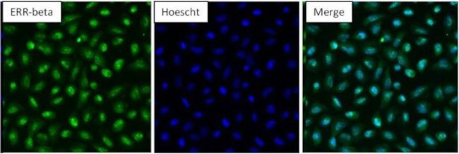 ESRRB Antibody in Immunocytochemistry (ICC/IF)