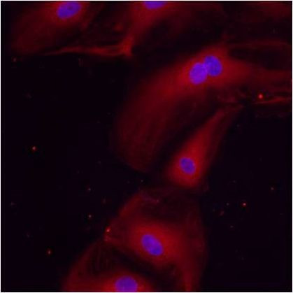 ERp57 Antibody in Immunocytochemistry (ICC/IF)